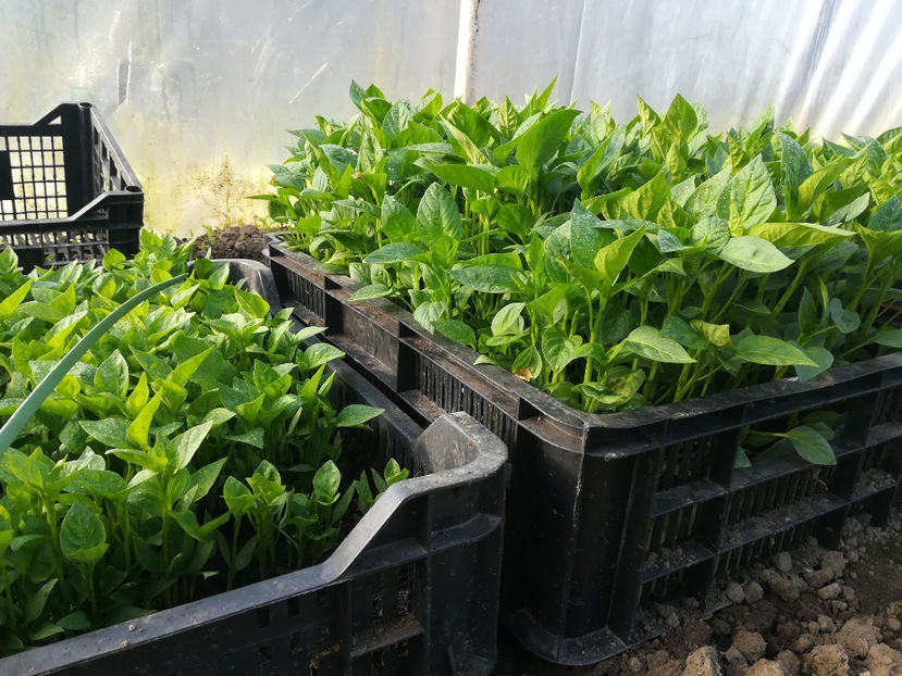 21 aprilie 2018 - 2018