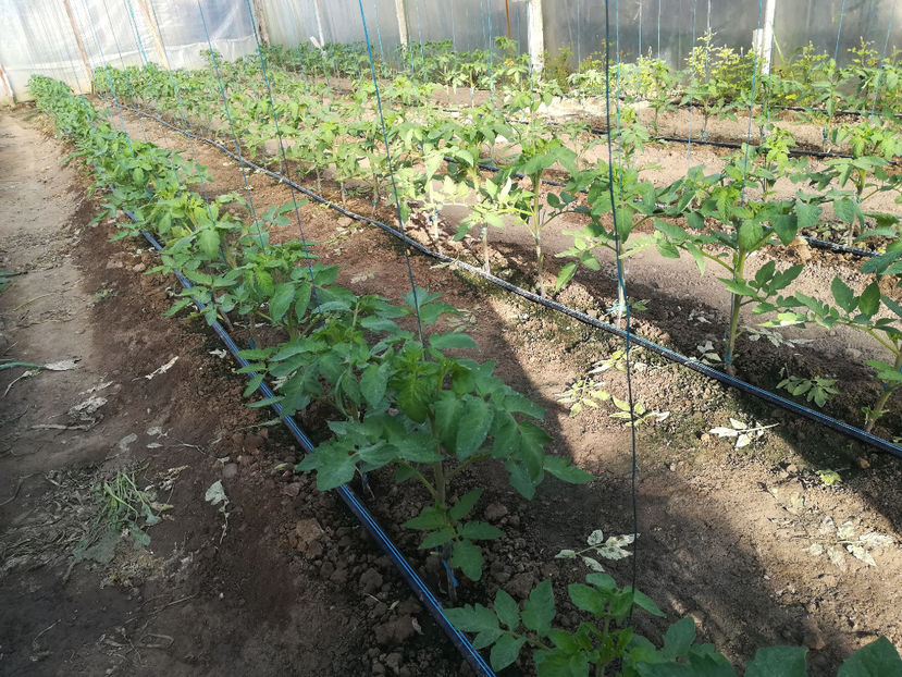 21 aprilie 2018 - 2018