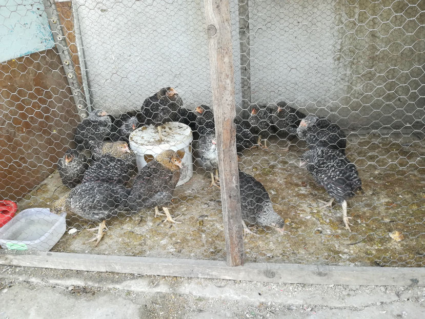 21 aprilie 2018 - 2018