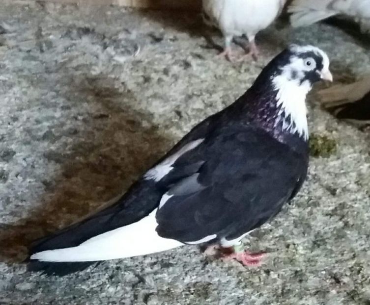 Moriscara! - 4-Jucatori de Galati