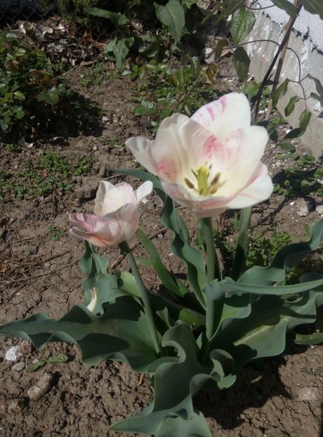 21 aprilie - gradina 2018