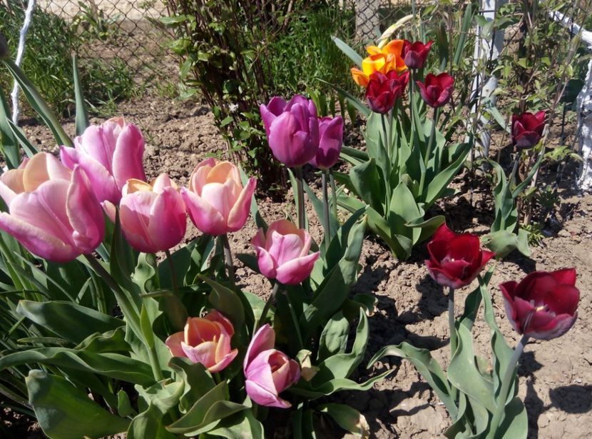 21 aprilie - gradina 2018