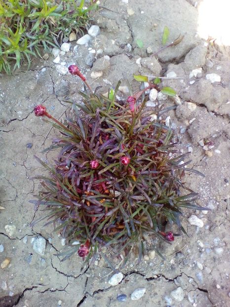  - curtea cu toate cele 2018