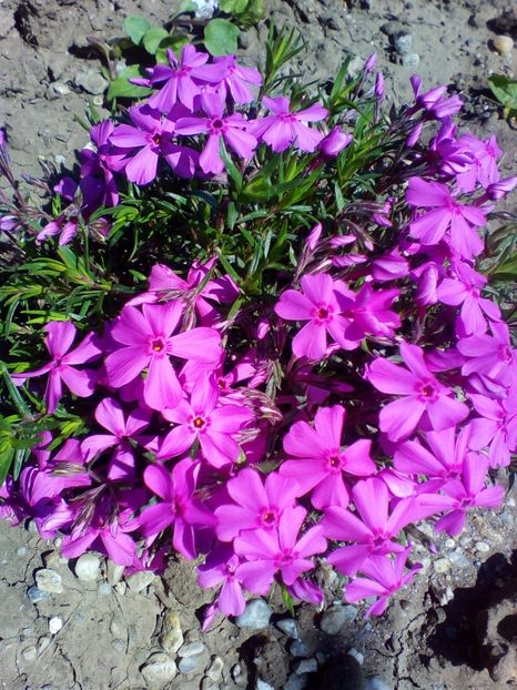  - curtea cu toate cele 2018