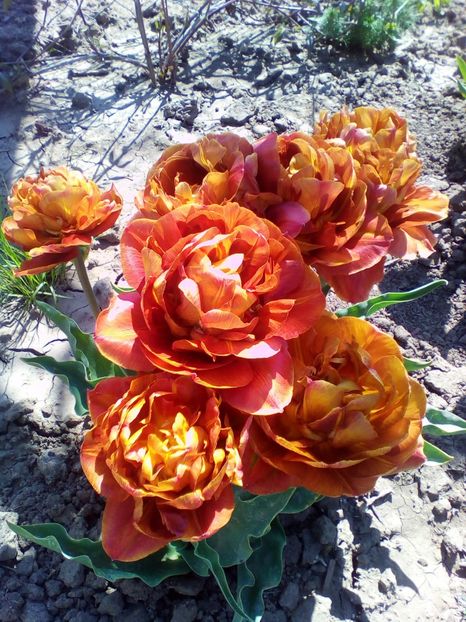  - curtea cu toate cele 2018