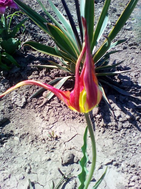  - curtea cu toate cele 2018