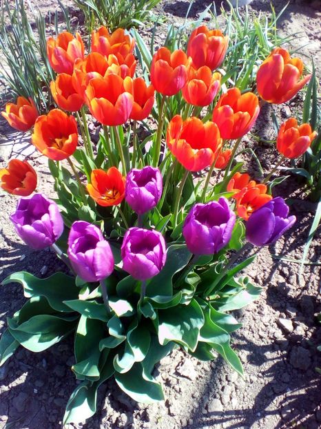  - curtea cu toate cele 2018