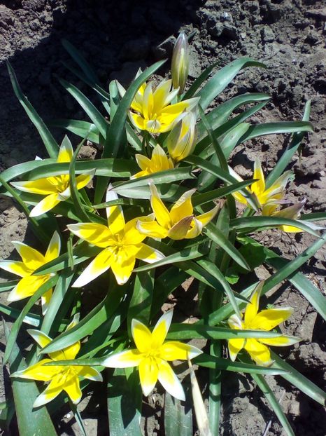  - curtea cu toate cele 2018