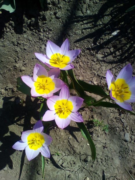  - curtea cu toate cele 2018