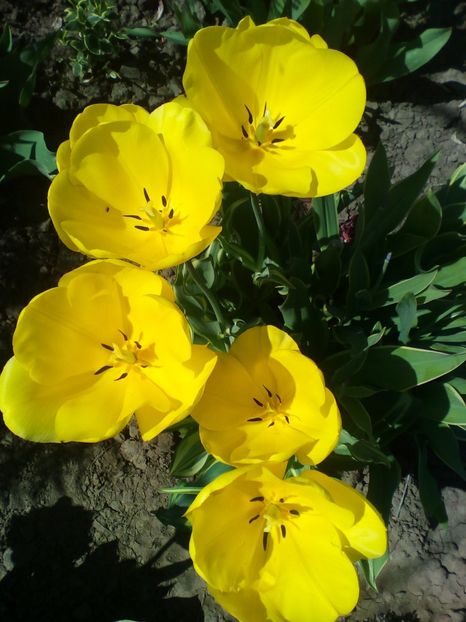  - curtea cu toate cele 2018