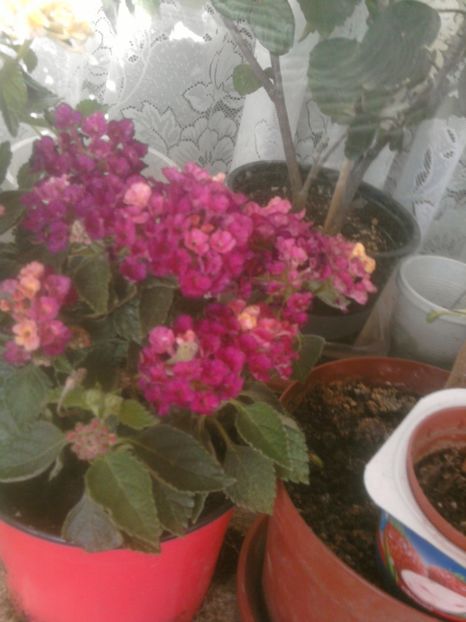 lantana ciclame - aprilie 2018