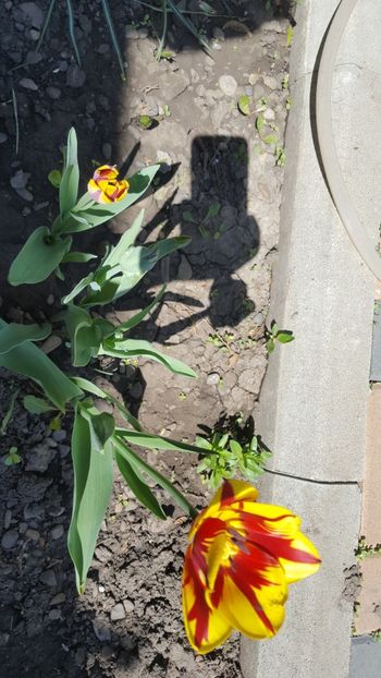  - Flori grădină primăvara 2018