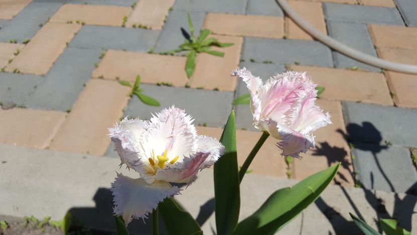  - Flori grădină primăvara 2018