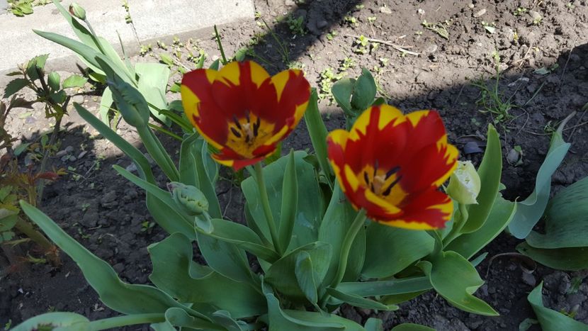  - Flori grădină primăvara 2018