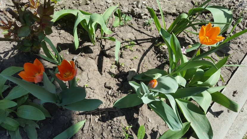  - Flori grădină primăvara 2018