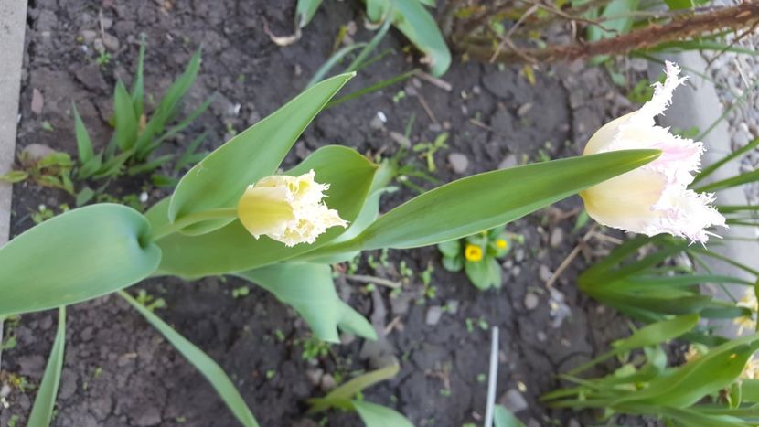  - Flori grădină primăvara 2018