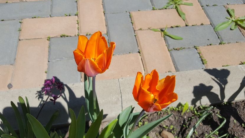  - Flori grădină primăvara 2018