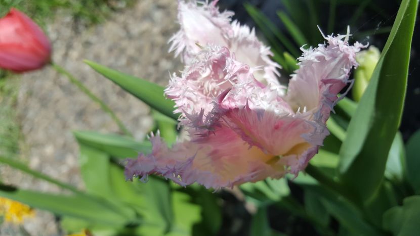  - Flori grădină primăvara 2018