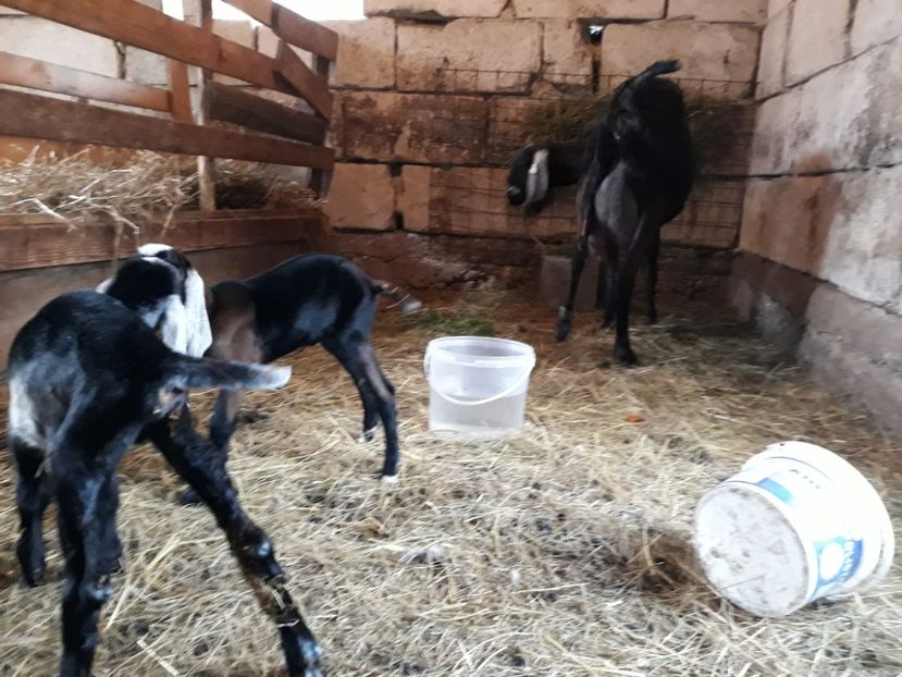  - Anglo nubienele mele 2017 - 2018