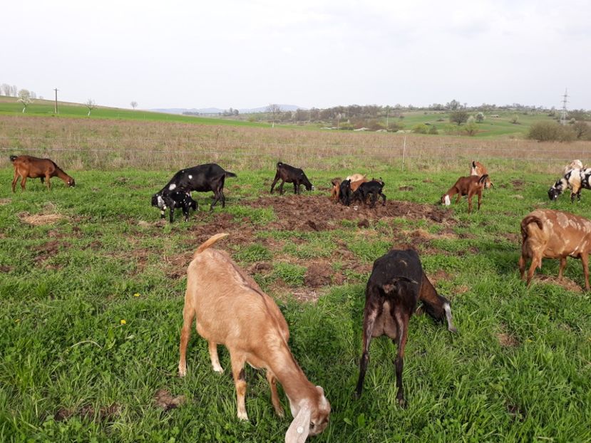  - Anglo nubienele mele 2017 - 2018