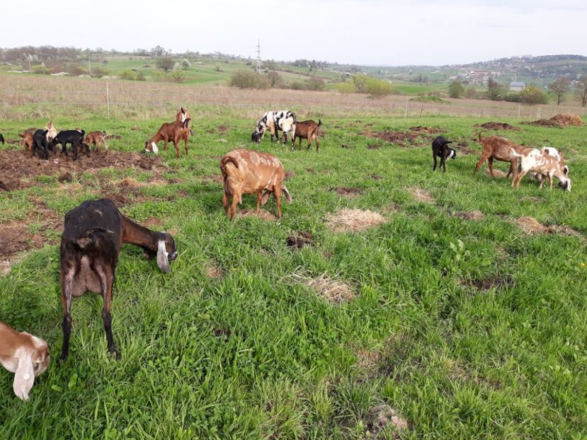  - Anglo nubienele mele 2017 - 2018