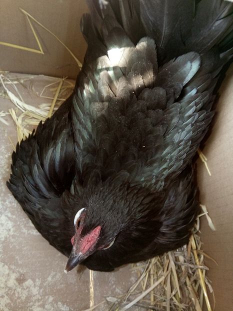 Closca 1 cu pui - A2 - Pitice de Corbeanca