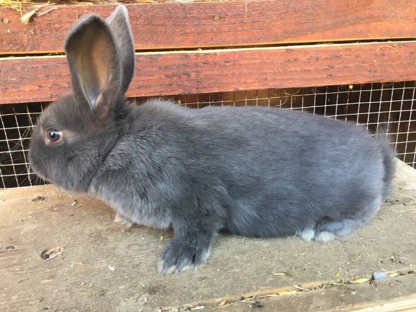 M 1 21.04.18...2 luni - 1 - Cuib 19-02-2018 - 7 pui