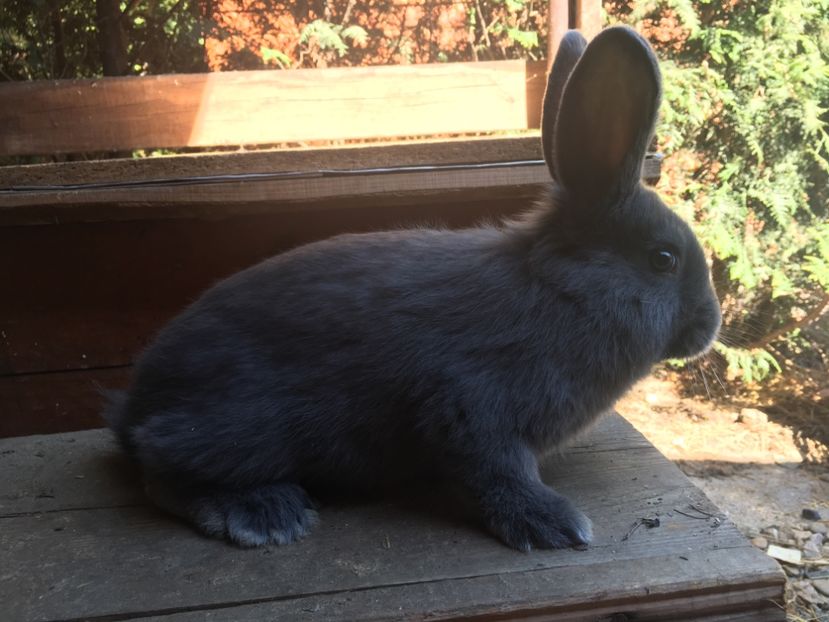 F 1 21.04.18...2 luni - 1 - Cuib 19-02-2018 - 7 pui