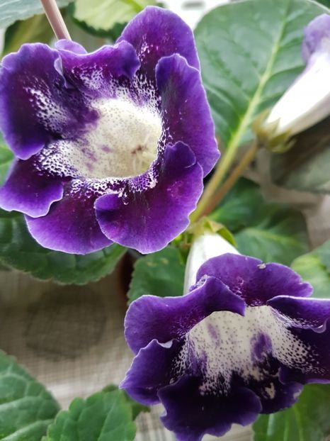 Dream in the cloud pretty galina - gloxinia 2018