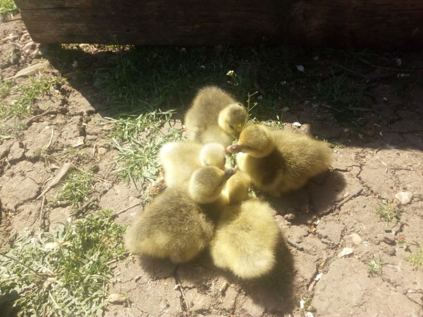  - Boboci de gasca 2018