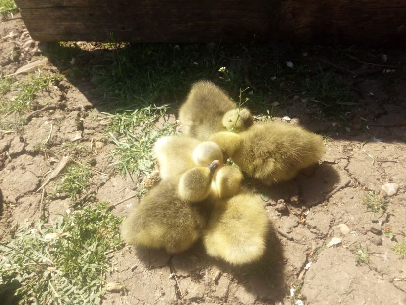  - Boboci de gasca 2018