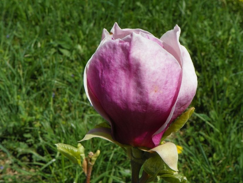 magnolia Rustica Rubra - z-Dobarland 2018