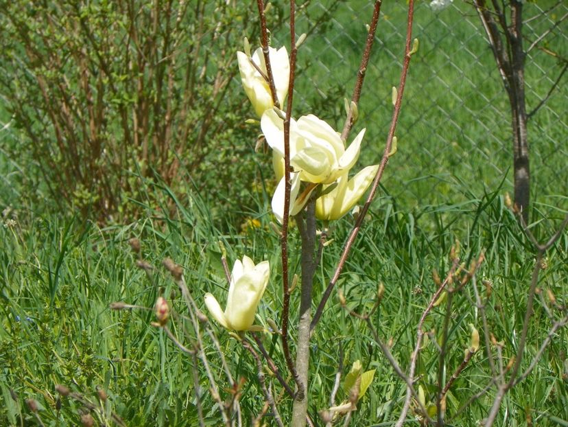 magnolia Yellow Lantern - z-Dobarland 2018