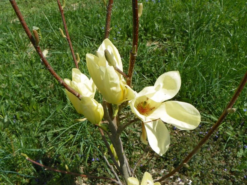 magnolia Yellow Lantern - z-Dobarland 2018