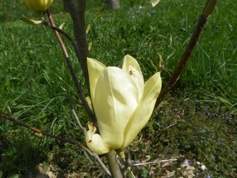 magnolia Yellow Lantern - z-Dobarland 2018