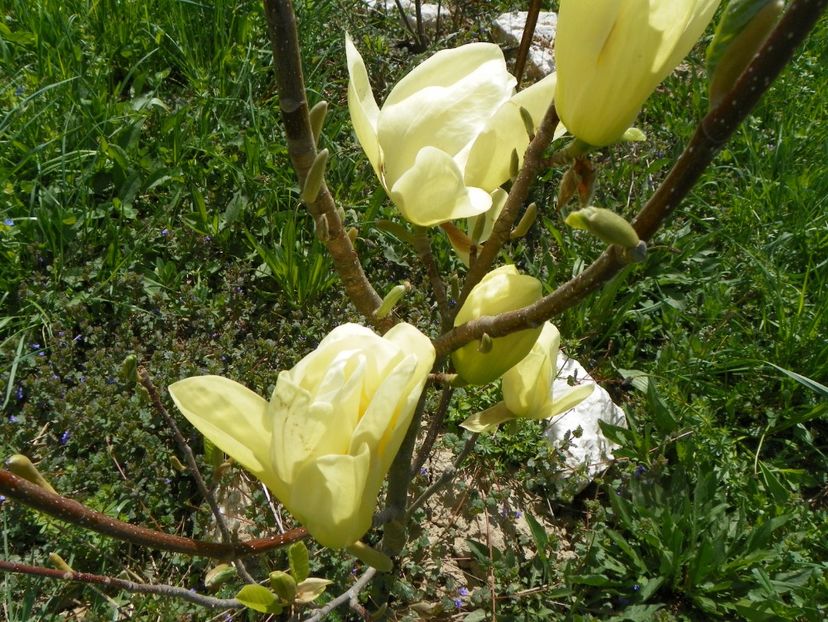 magnolia Yellow Lantern - z-Dobarland 2018