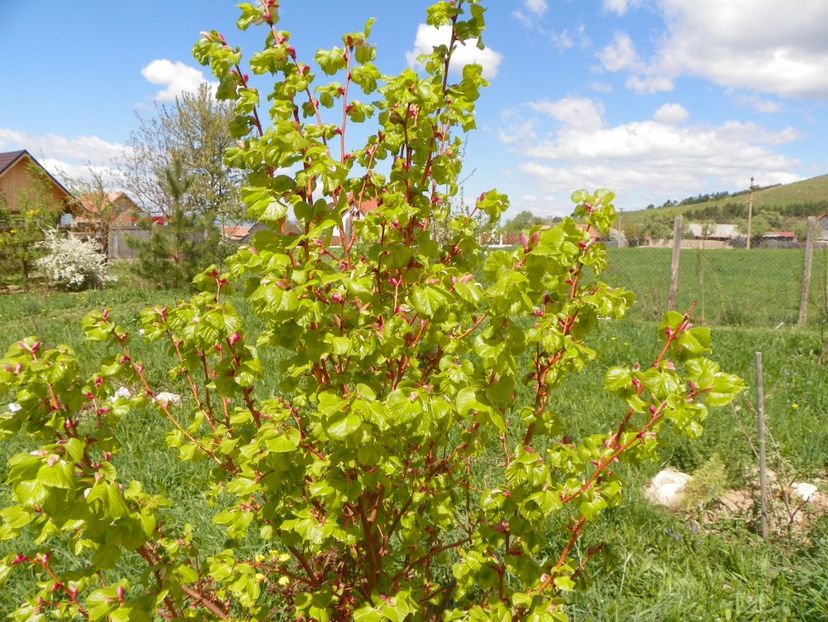 tilia Winter Orange - z-Dobarland 2018