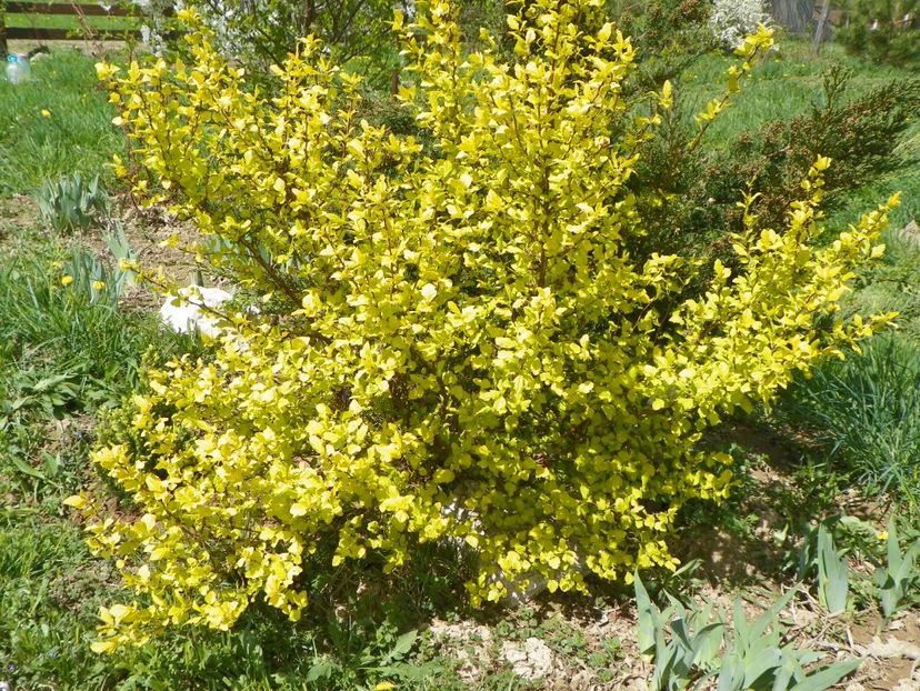 physocarpus Dart's Gold - z-Dobarland 2018