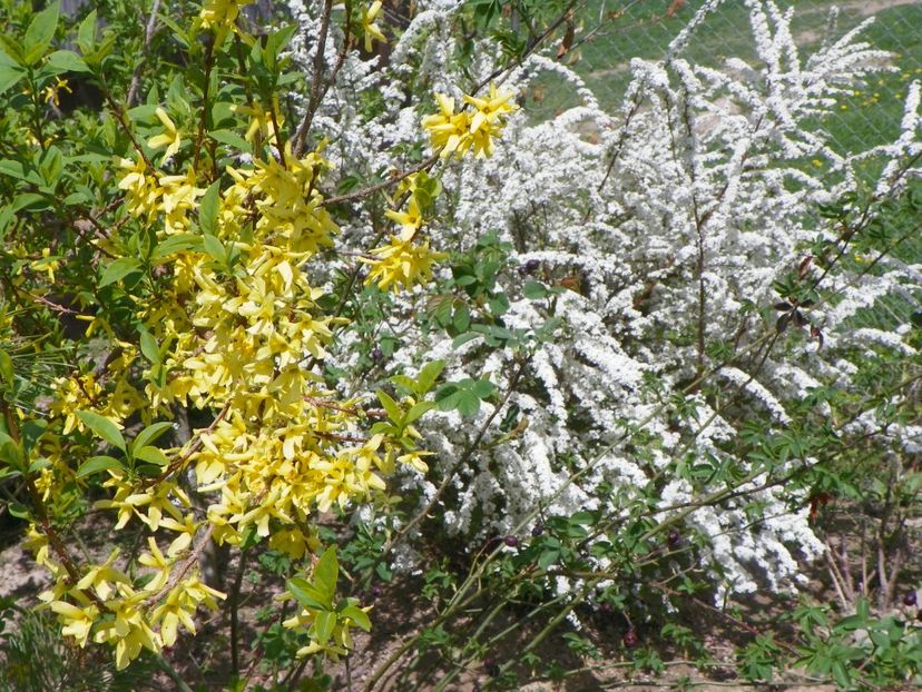 forsythia si spiraea Grefsheim - z-Dobarland 2018