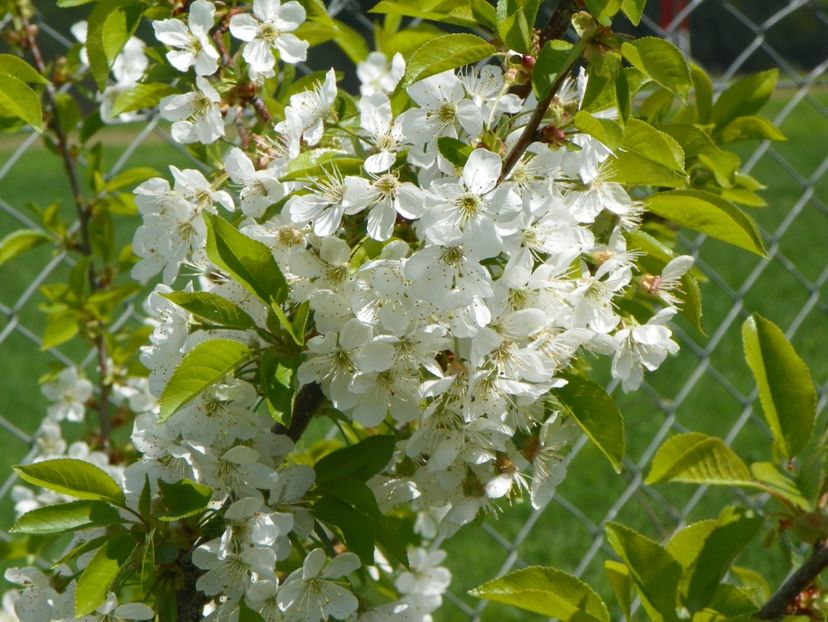 visin - z-Dobarland 2018