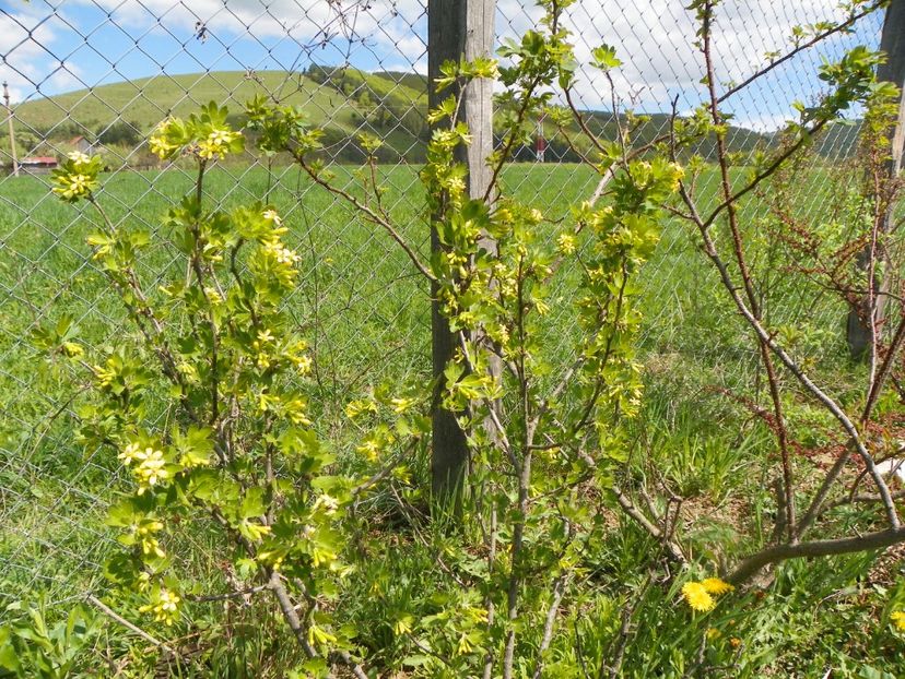 ribes aureum - z-Dobarland 2018