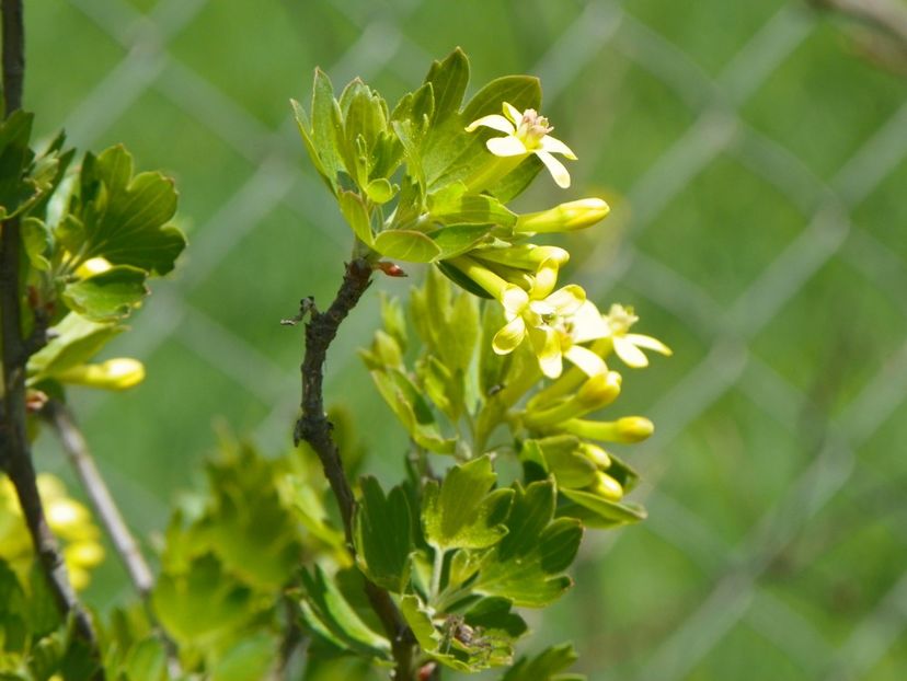 ribes aureum - z-Dobarland 2018