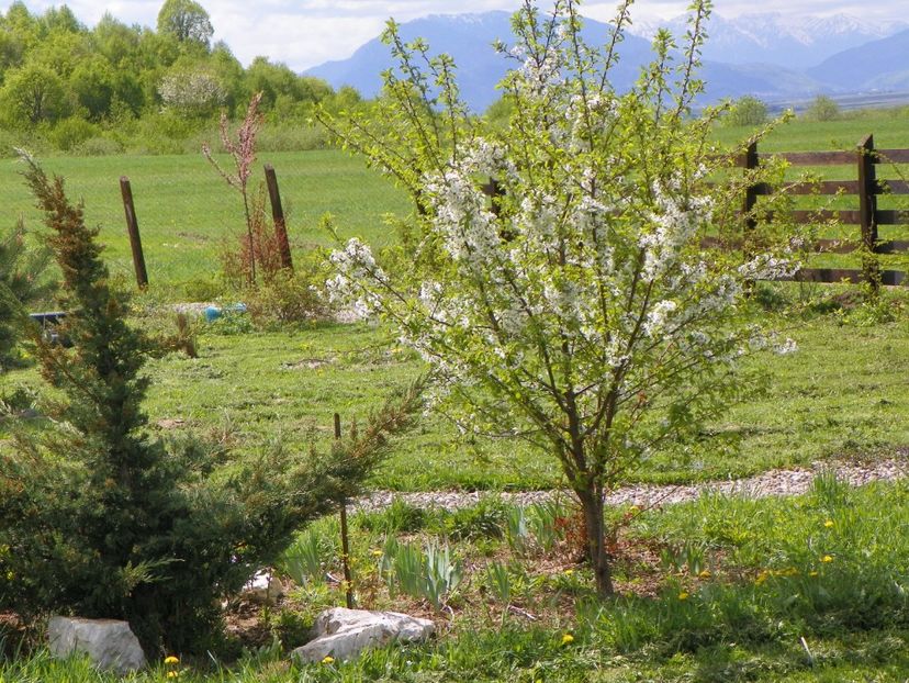 20 apr (24) - z-Dobarland 2018