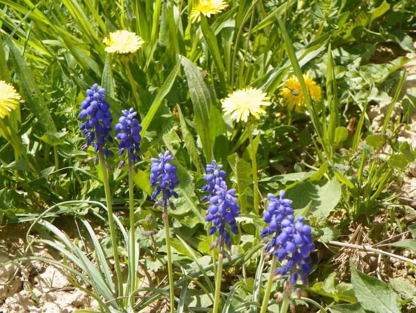 muscari armeniacum - z-Dobarland 2018