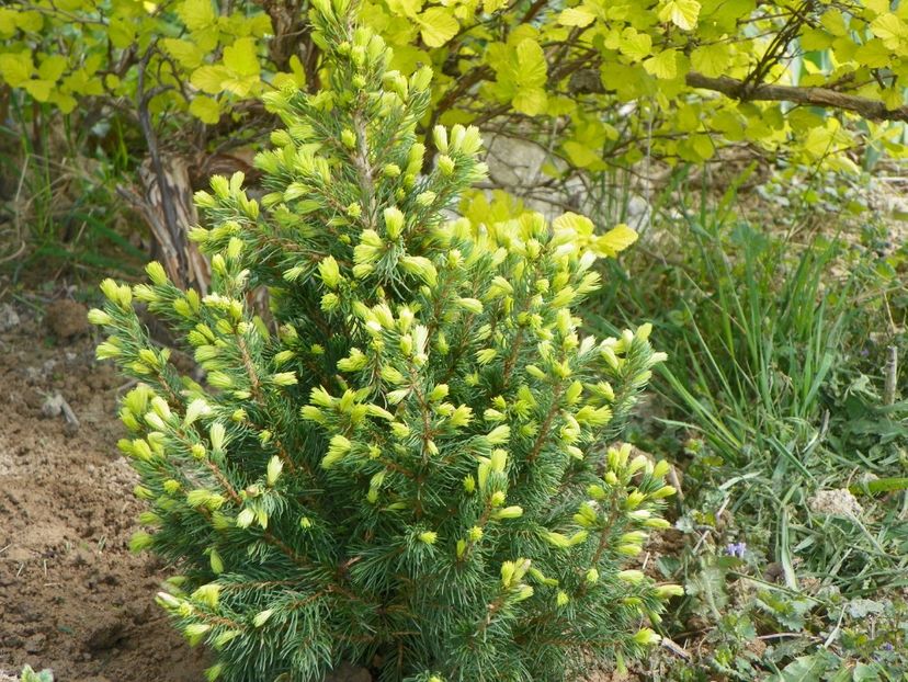 picea Rainbow's End - z-Dobarland 2018