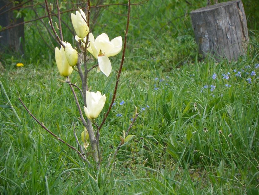magnolia Yellow Lantern - z-Dobarland 2018