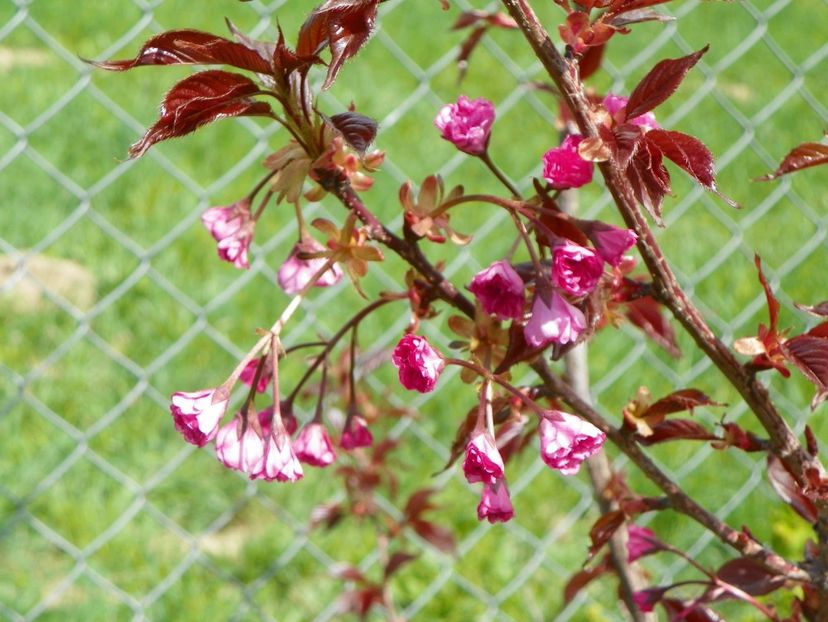 prunus Royal Burgundy - z-Dobarland 2018