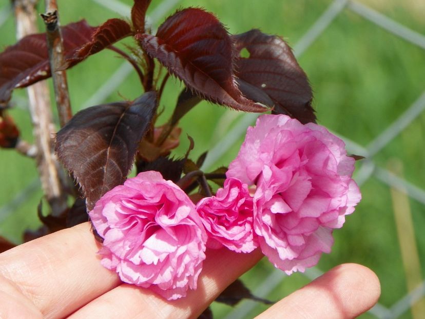 prunus Royal Burgundy - z-Dobarland 2018