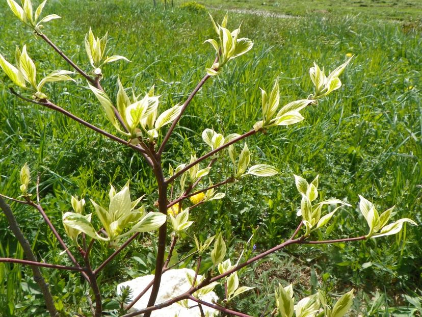 cornus controversa variegata - z-Dobarland 2018