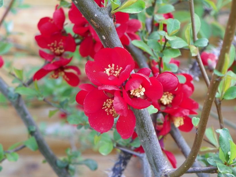 chaenomeles Crimson and Gold - z-Dobarland 2018